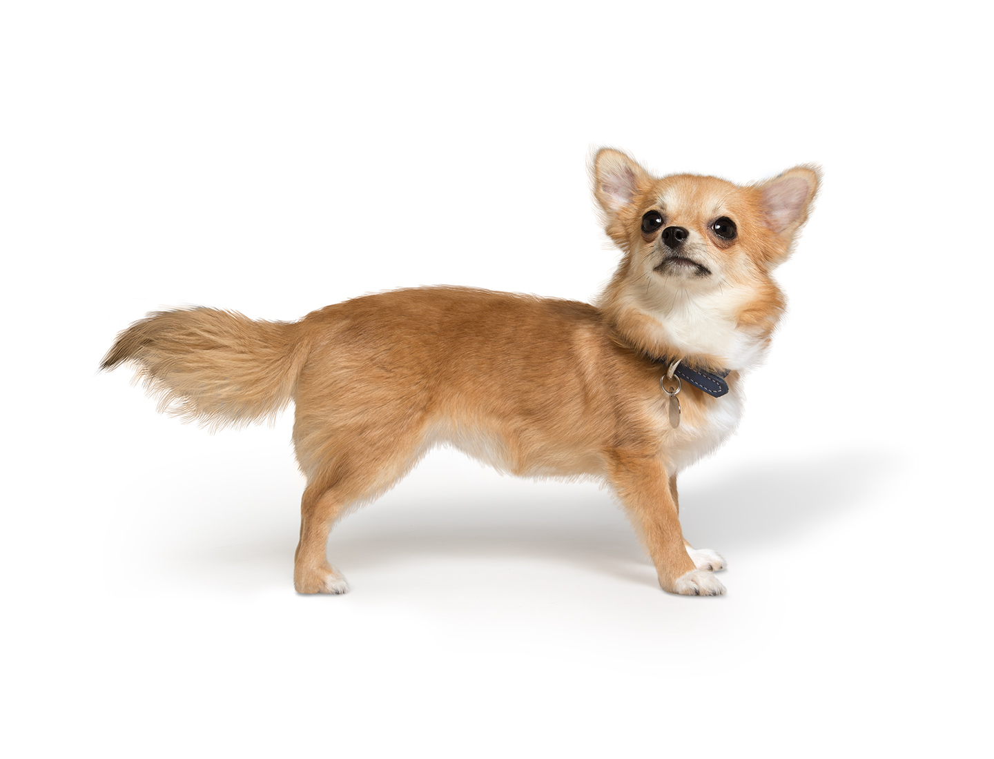 Hills Chihuahua Re Web