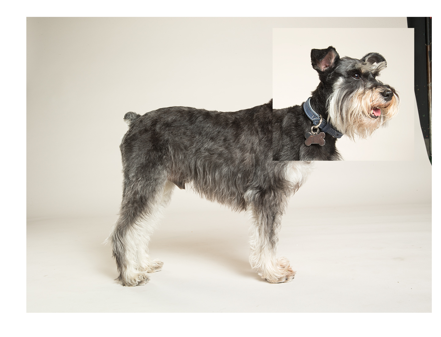 Hills Schnauzer Raw Web