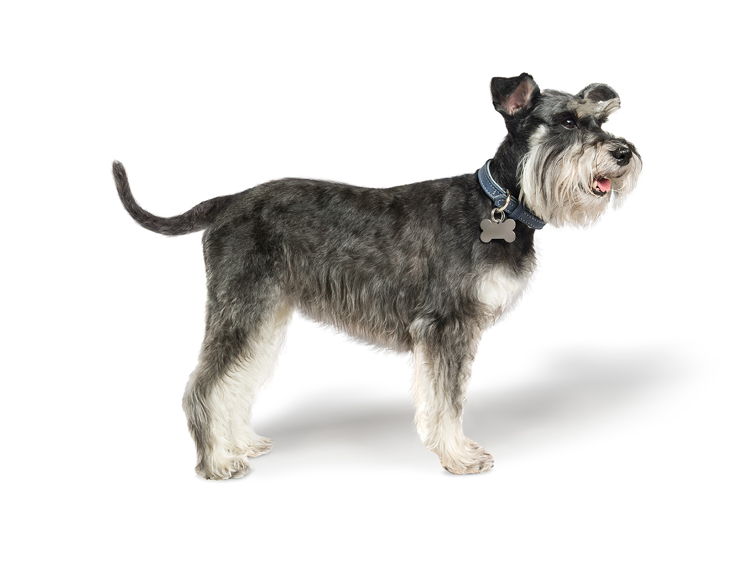 Hills Schnauzer Re Web
